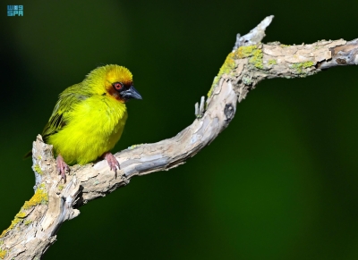عسير .. موطن للطيور النادرة والمهاجرة