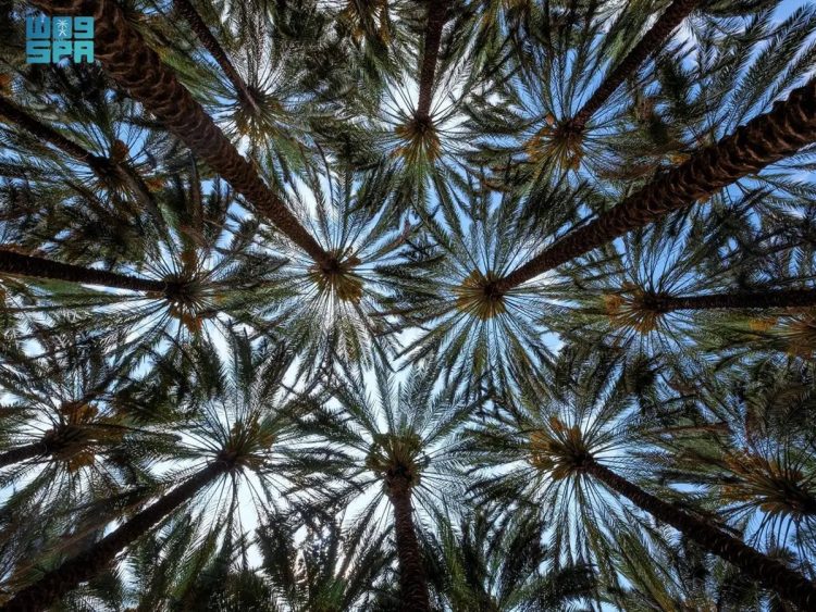 غدًا.. الهيئة الملكية لمحافظة العلا تُطلق «موسم التمور»