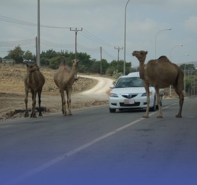كود الطرق يضع معايير معابر الحيوانات والجمال