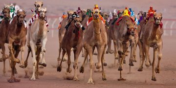 لجنة تحكيم "جادة الإبل" بالطائف تعلن نتائج منافسات مسابقة المزايين لفئة المفاريد