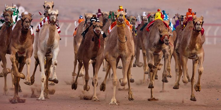 لجنة تحكيم "جادة الإبل" بالطائف تعلن نتائج منافسات مسابقة المزايين لفئة المفاريد