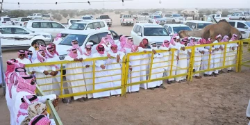 مهرجان جادة الإبل في الطائف يشكل حراكًا اقتصادياً ويسجل أرقاماً قياسية
