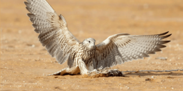 الصقر «بطاش» يفوز بالمركز الأول في شوط حر فرخ بسباق الملواح 2024