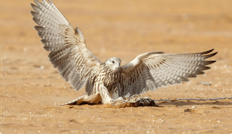 الصقر «بطاش» يفوز بالمركز الأول في شوط حر فرخ بسباق الملواح 2024