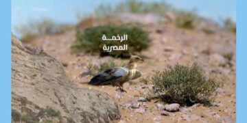 وزارة البيئة: المملكة تحتضن 550 نوعًا من الطيور من بينها 27 نوعًا مهدّدًا بالانقراض عالميًا