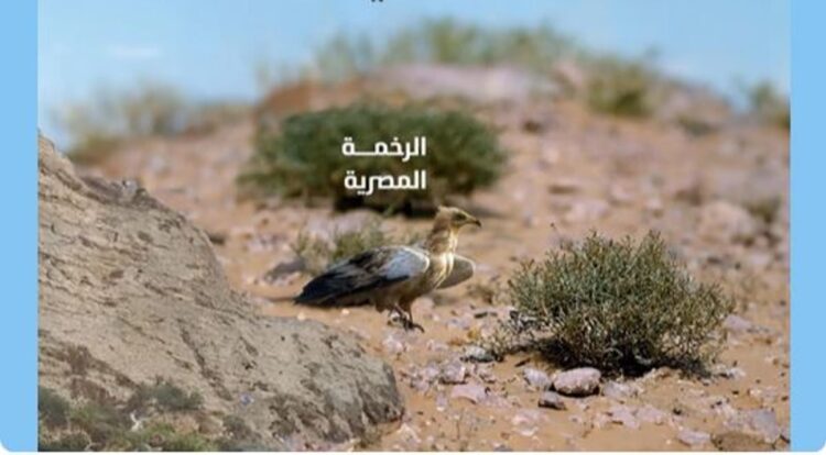 وزارة البيئة: المملكة تحتضن 550 نوعًا من الطيور من بينها 27 نوعًا مهدّدًا بالانقراض عالميًا