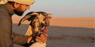 تزامنًا من انطلاق موسم «المقناص».. «الملواح» أهم وسائل التدريب لصيد الصقور