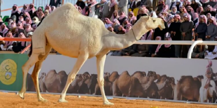 "صوت النجر" يعيد لزوار مهرجان جادة الإبل في الطائف إرث الماضي