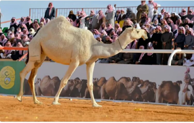 "صوت النجر" يعيد لزوار مهرجان جادة الإبل في الطائف إرث الماضي