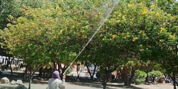 أمانة نجران تهيئ الحدائق والمتنزهات لاستقبال الزوار
