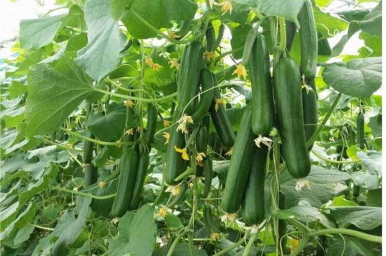الإرشاد الزراعي يوضح مزايا وموعد زراعة الخيار داخل البيوت المحمية (فيديو)