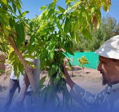 'التبخير' لإنقاذ الأشجار من الاحتراق صيفاً
