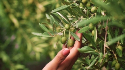 الجوف سلة 'حبوب' المملكة