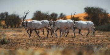 'الحسكي'.. تحفة سياحية طبيعية بمحمية الإمام