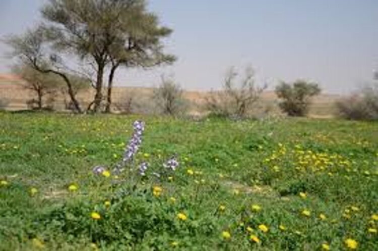 «الحسكي».. واحات طبيعية ومكونات ‏سياحية مميزة بمحمية الإمام تركي بن عبدالله الملكية