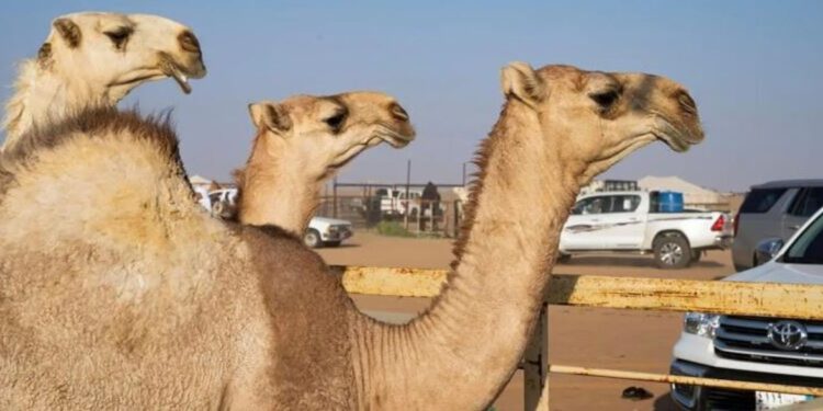 الخميس المقبل.. انطلاق مهرجان مزاد الإبل بنجران 2024