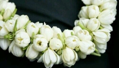 'الفل الجيزاني'.. عالمي