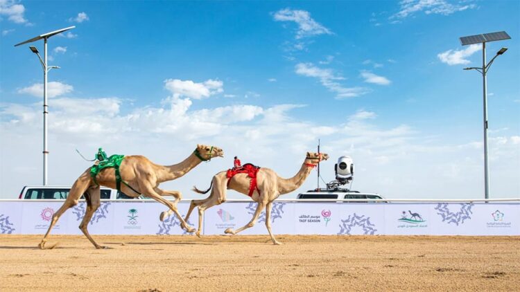 اليوم.. انطلاق منافسات كأس الاتحاد السعودي للهجن 2024 بنجران