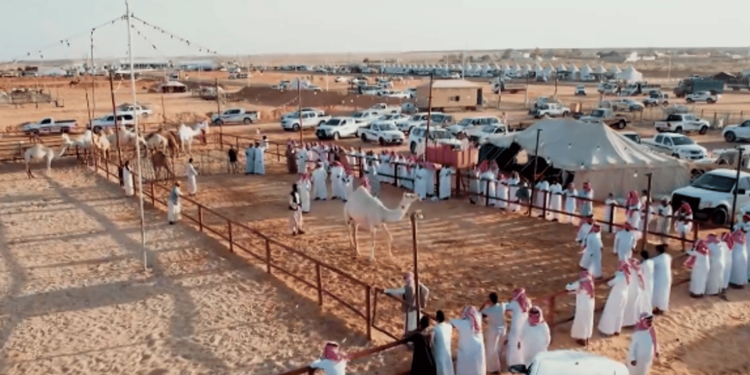 اليوم.. انطلاق مهرجان مزاد نجران للإبل ٢٠٢٤م