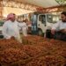 تمور الأحساء.. موروث تاريخي واقتصادي