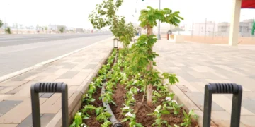 زهور “الألونكا” تُزين محافظة صبيا وتستهوي عشاق التصوير