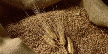 صرف 256 مليوناً الدفعة الرابعة لمزارعي القمح