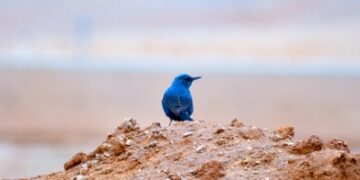 طائر 'سمنة الصخور الزرقاء' يزين سماء الشمالية