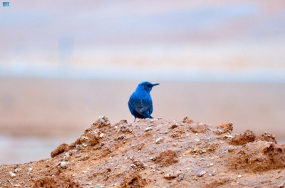 طائر 'سمنة الصخور الزرقاء' يزين سماء الشمالية