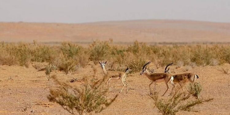 محمية الإمام تركي بن عبدالله الملكية تحظر أنشطة الصيد الجائر ضمن نطاقها
