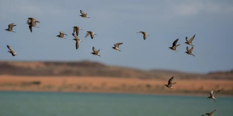 محمية الملك سلمان بن عبدالعزيز الملكية تحتضن ٢٩٠ نوعًا من الطيور بينها 26 نوعًا مهدّدًا بالانقراض