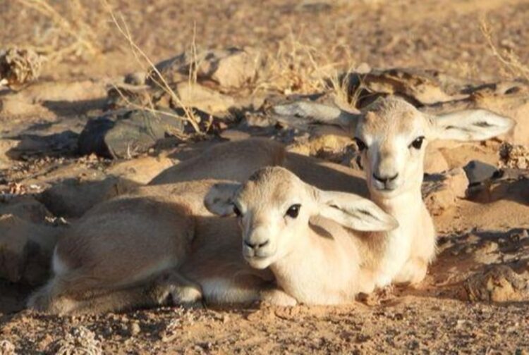 محمية «سلمان الملكية» ملاذ آمن وبيئة خصبة لتكاثر غزال الريم