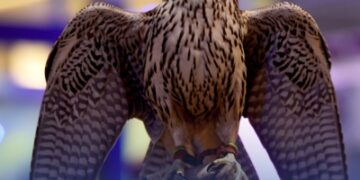 مختص: الصقور تُصاب بالزكام والإفراط بالمضادات أضرّ بها