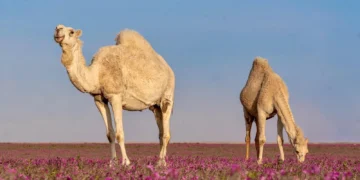 منطقة الحدود الشمالية تحتضن أكثر من 7 ملايين رأس من الثروة الحيوانية وتُسهم في دعم الأمن الغذائي الوطني
