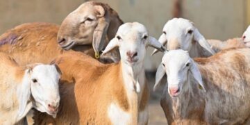 'وقاء': لا نفوق جماعياً للمواشي في أبو عريش