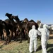 “وقاء نجران” يُشارك في مهرجان مزاد نجران للإبل