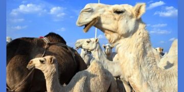 حضور كثيف وفعاليات متواصلة لمزاد المدينة المنورة الأول للإبل