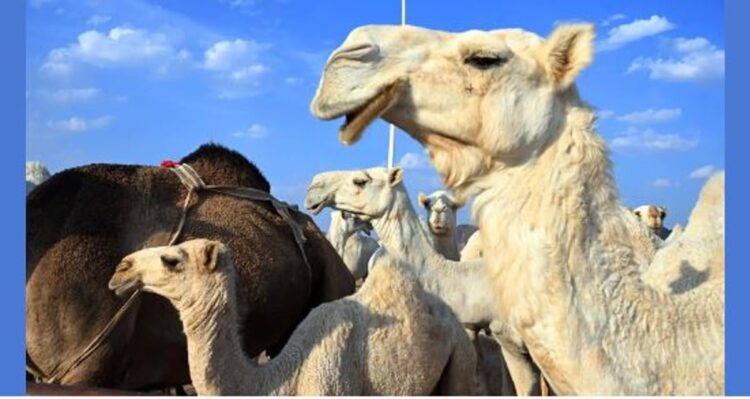 حضور كثيف وفعاليات متواصلة لمزاد المدينة المنورة الأول للإبل