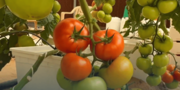 الإرشاد الزراعي: 4 فوائد لتقليم نبات الطماطم بالبيوت المحمية