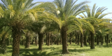 «الإرشاد الزراعي»: الاختبارات أثبتت عدم إمكانية إنتاج فسائل مطابقة للنخيل من جذروها