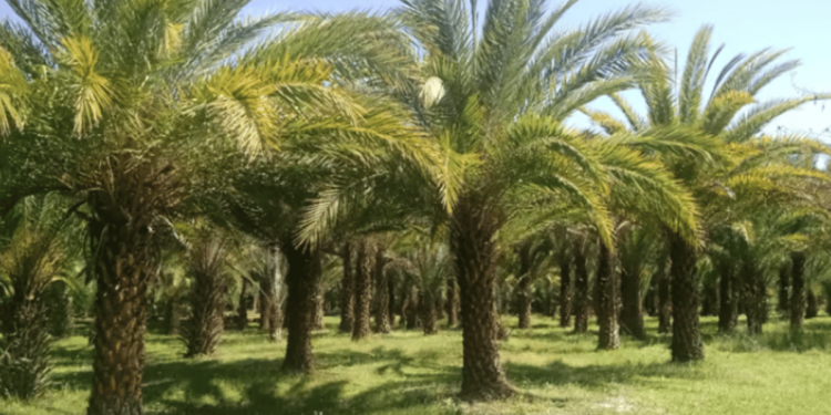 «الإرشاد الزراعي»: الاختبارات أثبتت عدم إمكانية إنتاج فسائل مطابقة للنخيل من جذروها