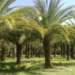 الإرشاد الزراعي تنصح بزيادة ري النخيل بعد جني الثمار