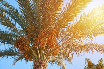 'التمور السعودية' في أسواق 119 دولة