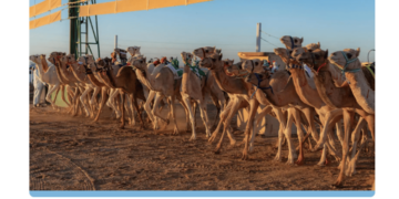 الجمعة المقبل.. ميدان حفر الباطن يستضيف سباق الهجن تزامنًا مع كأس نادي الصقور