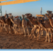 الجمعة المقبل.. ميدان حفر الباطن يستضيف سباق الهجن تزامنًا مع كأس نادي الصقور