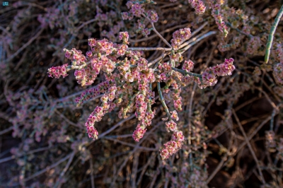 'الرمث' يرسم جمال الطبيعة بالحدود الشمالية