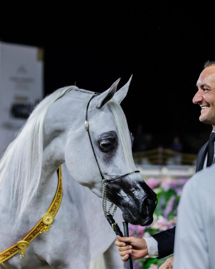 «الرياض» تستضيف نهائيات  جولات الجياد العربية