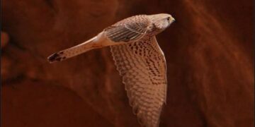 «العوسق» أكثر أنواع الصقور شيوعًا في المملكة ويتكاثر في محمية «سلمان الملكية»