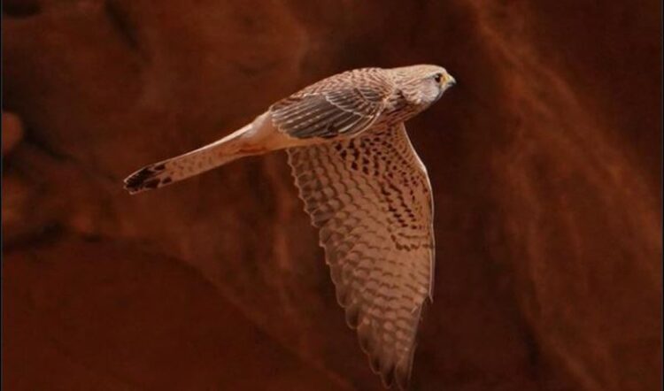 «العوسق» أكثر أنواع الصقور شيوعًا في المملكة ويتكاثر في محمية «سلمان الملكية»