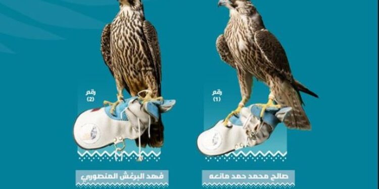 بـ 163 ألف ريال.. بيع صقرين في الليلة الـ 14 لمزاد نادي الصقور السعودي 2024