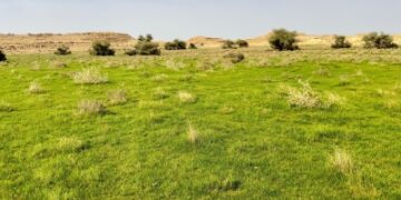 بواكير الربيع تطرق أبواب رفحاء